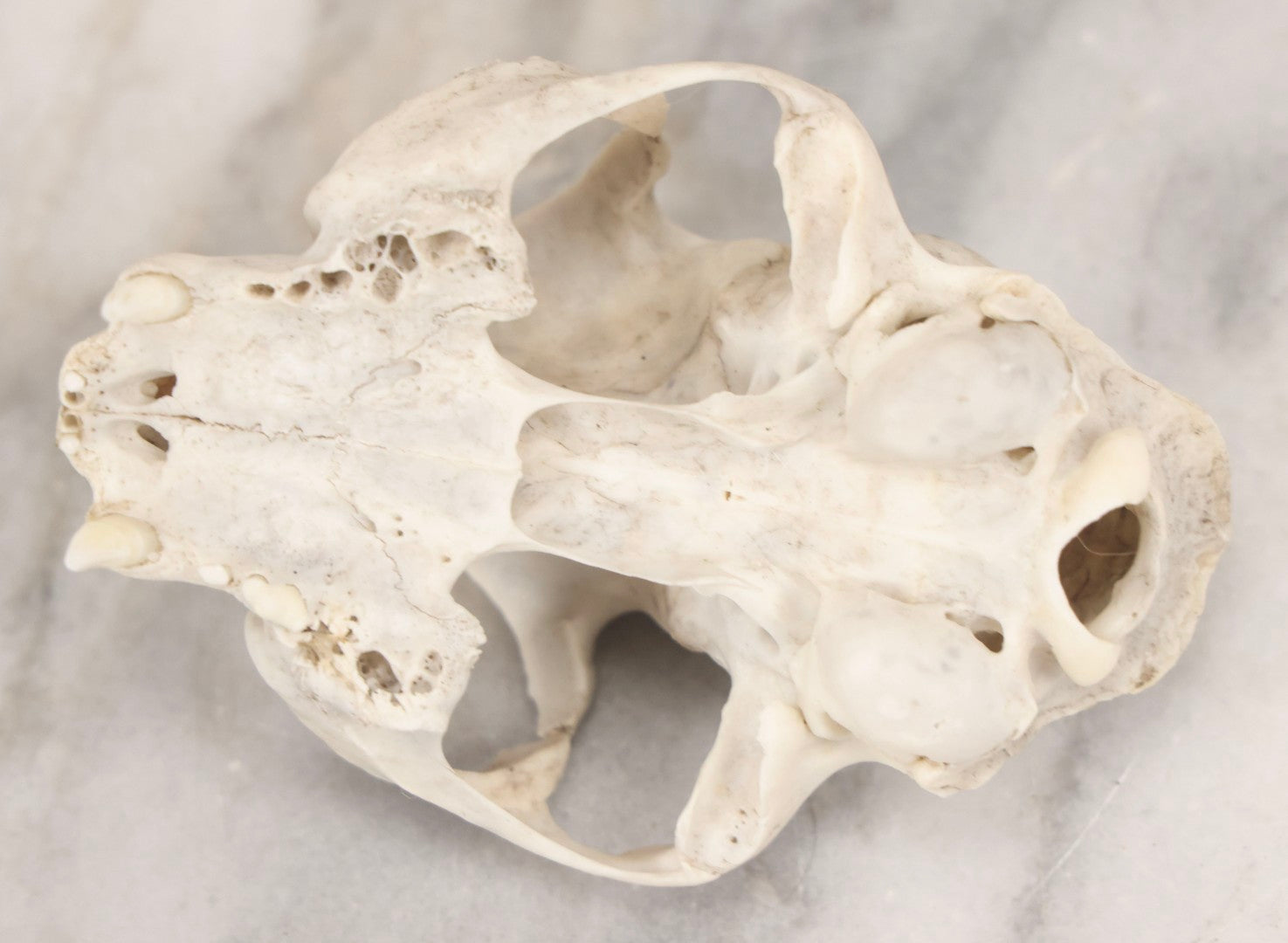 Lot 138 - Cat Skull Upper Portion With Partial Dentition And Bone Loss
