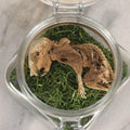 Lot 139 - Modern Taxidermy Oddity Display Jar Containing Mummified Rodent Remains With Faux Moss Fill