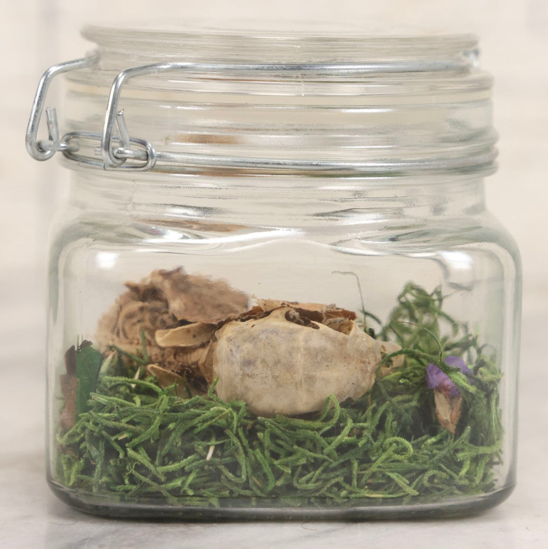 Lot 139 - Modern Taxidermy Oddity Display Jar Containing Mummified Rodent Remains With Faux Moss Fill