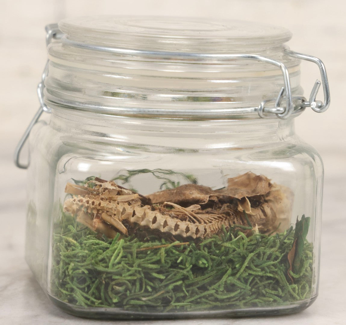 Lot 139 - Modern Taxidermy Oddity Display Jar Containing Mummified Rodent Remains With Faux Moss Fill