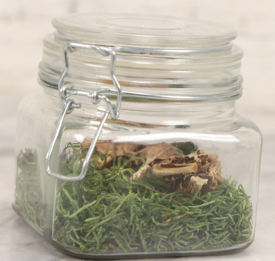 Lot 139 - Modern Taxidermy Oddity Display Jar Containing Mummified Rodent Remains With Faux Moss Fill