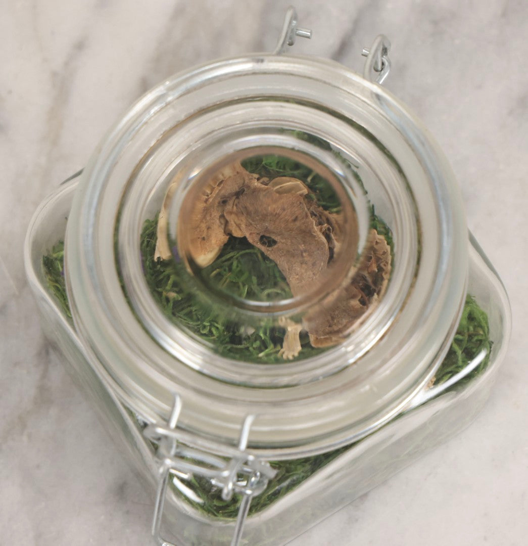 Lot 139 - Modern Taxidermy Oddity Display Jar Containing Mummified Rodent Remains With Faux Moss Fill