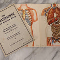 Lot 182 - Pair Of Vintage “The Humanoscope Of The Human Body” Cut-Out Manikin Booklets By Dr. Morris Fishbein, 1949