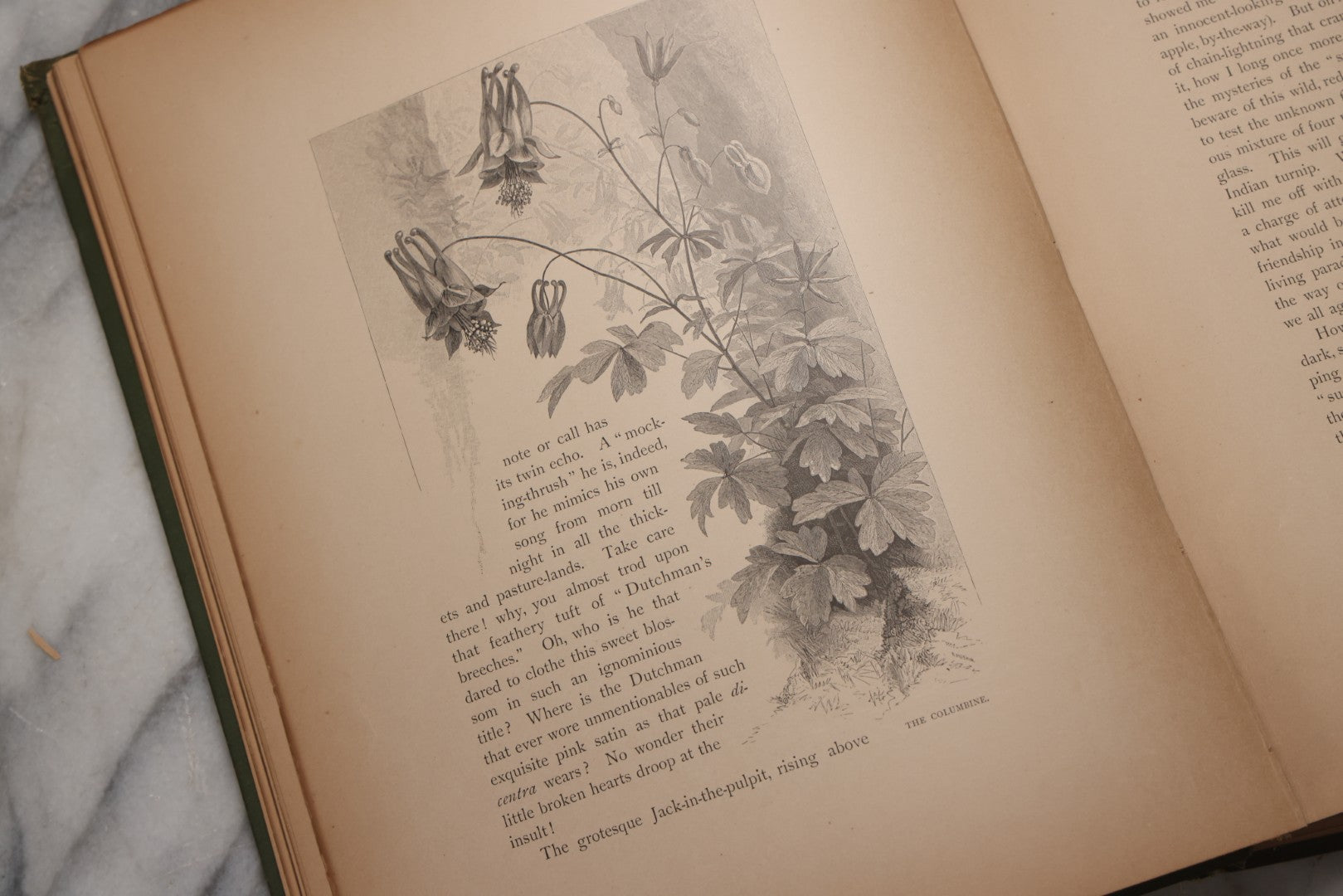 Lot 202 - "Pastoral Days; Or, Memories Of A New England Year" Antique Book By W. Hamilton Gibson, 70+ Engraved Illustrations By The Author, Harper & Brothers, New York, 1881, Craft Grade Condition