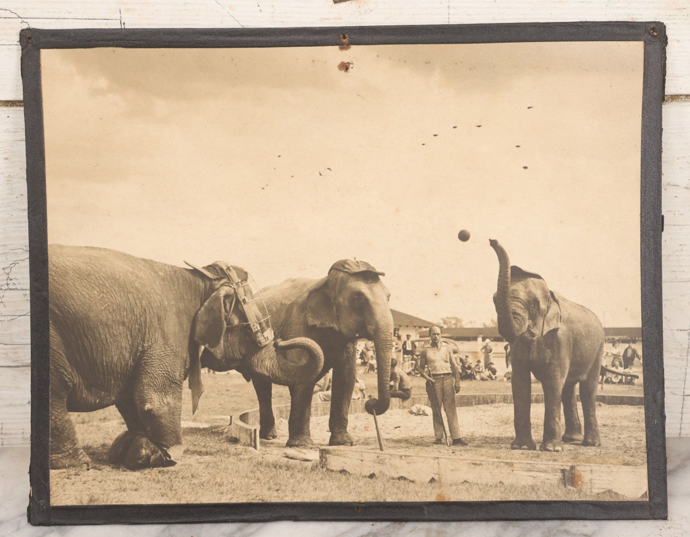 Lot 142 - Vintage Press Photograph “Sock 'At Ol' Apple!” By M. J. Ackerman For Acme News Pictures, Depicting Circus Elephants Playing Baseball With Trainer