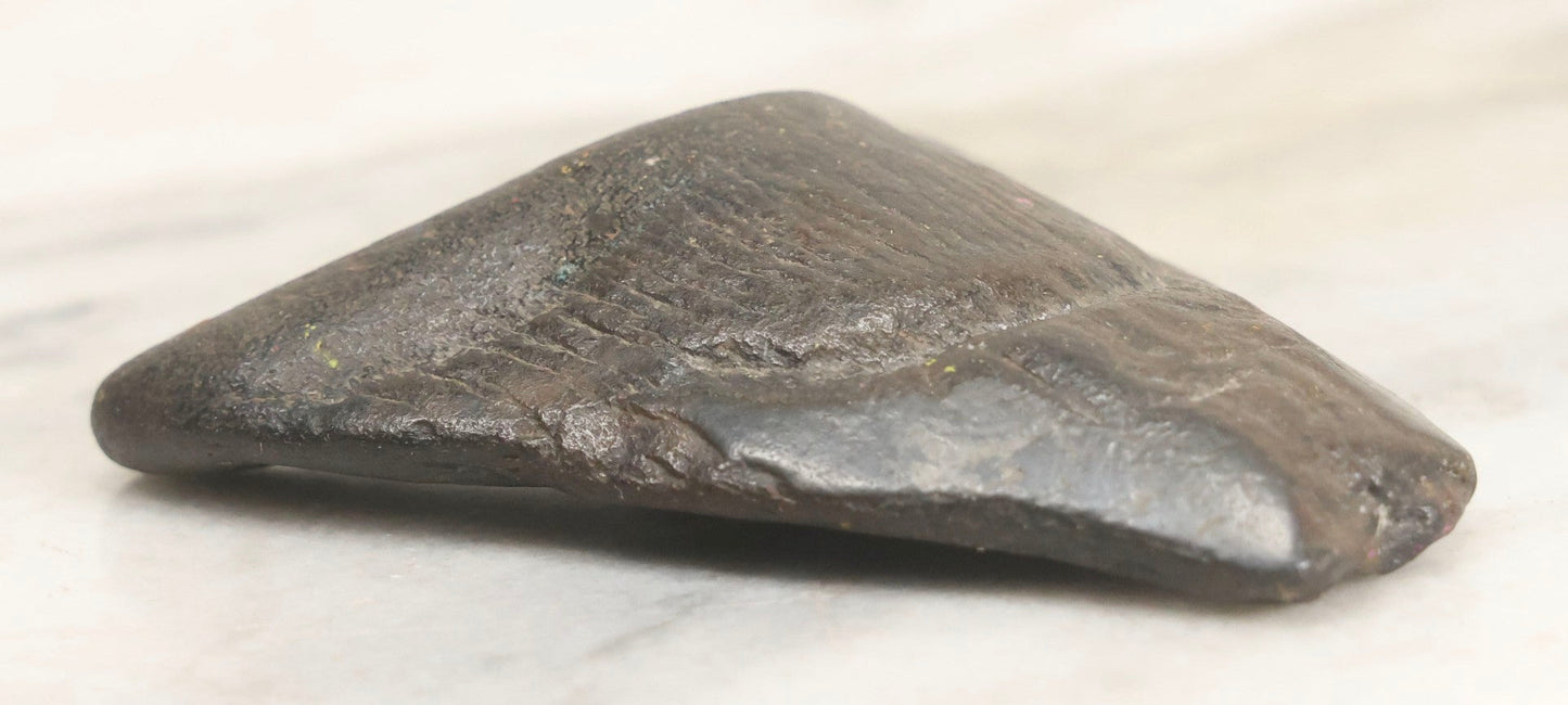 Lot 061 - Fossil Megatooth Shark Tooth, 3" Total Length