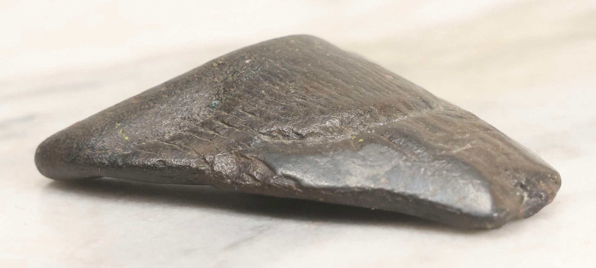 Lot 061 - Fossil Megatooth Shark Tooth, 3" Total Length