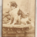 Lot 112 - Antique Cabinet Card Photograph Of Spaniel Dog Seated On Ornate Studio Bench, Photographed By S.G.R., Newburyport, Massachusetts