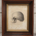 Lot 007 - Antique Anatomical Skull Engraving, Side Profile View, Attributed To James Basire, From Philosophical Transactions, Circa 1808, 11-7/8" x 13-1/2"