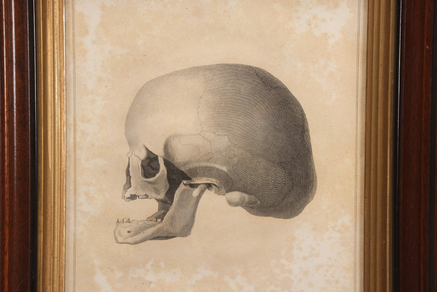 Lot 007 - Antique Anatomical Skull Engraving, Side Profile View, Attributed To James Basire, From Philosophical Transactions, Circa 1808