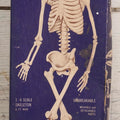 Lot 027 - Vintage “Accurate Modern Man Skeleton” Cardboard Display Box With Skeleton Graphics, Plastics Masters Inc., Chicago