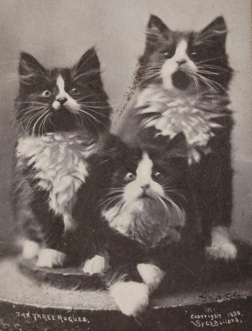 Lot 061 - Antique Framed Cat Postcard Photograph “The Three Rogues,” Copyright 1899 By C. E. Bullard