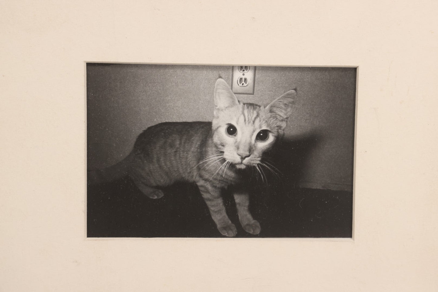 Lot 062 - Vintage Mid-Century Framed Black-And-White Photograph Of Cat, Unsigned