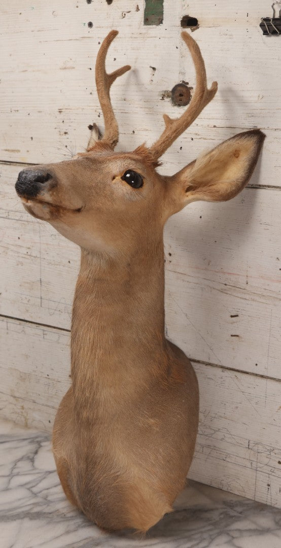 Lot 064 - Modern Whitetail Deer Shoulder Mount Taxidermy With Velvet-Covered Antlers, Hunted 2008