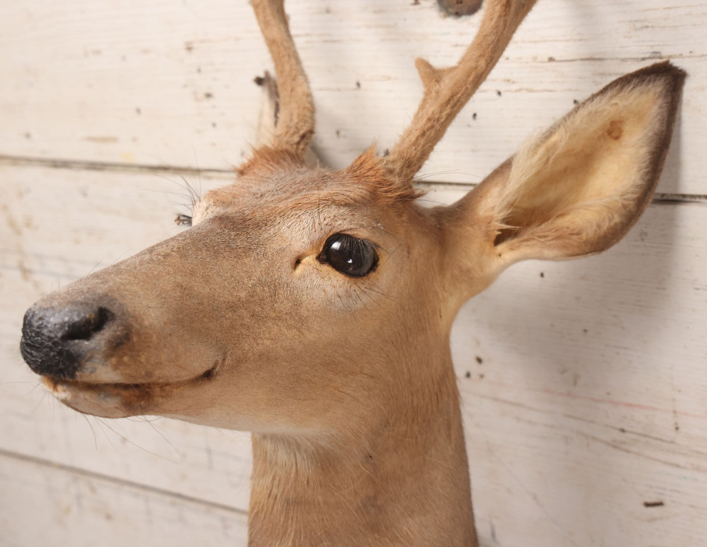 Lot 064 - Modern Whitetail Deer Shoulder Mount Taxidermy With Velvet-Covered Antlers, Hunted 2008