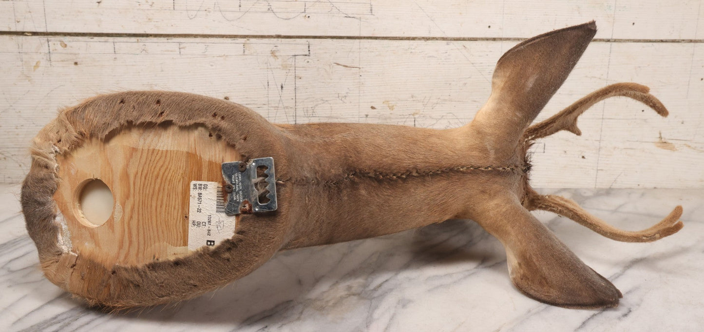 Lot 064 - Modern Whitetail Deer Shoulder Mount Taxidermy With Velvet-Covered Antlers, Hunted 2008