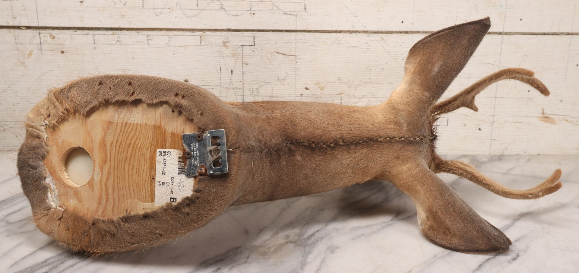 Lot 064 - Modern Whitetail Deer Shoulder Mount Taxidermy With Velvet-Covered Antlers, Hunted 2008