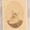 Lot 136 - Antique Carte De Visite CDV Photograph Of Small Curly Coated Dog, Photographed By S.A. Thomas, New York City.