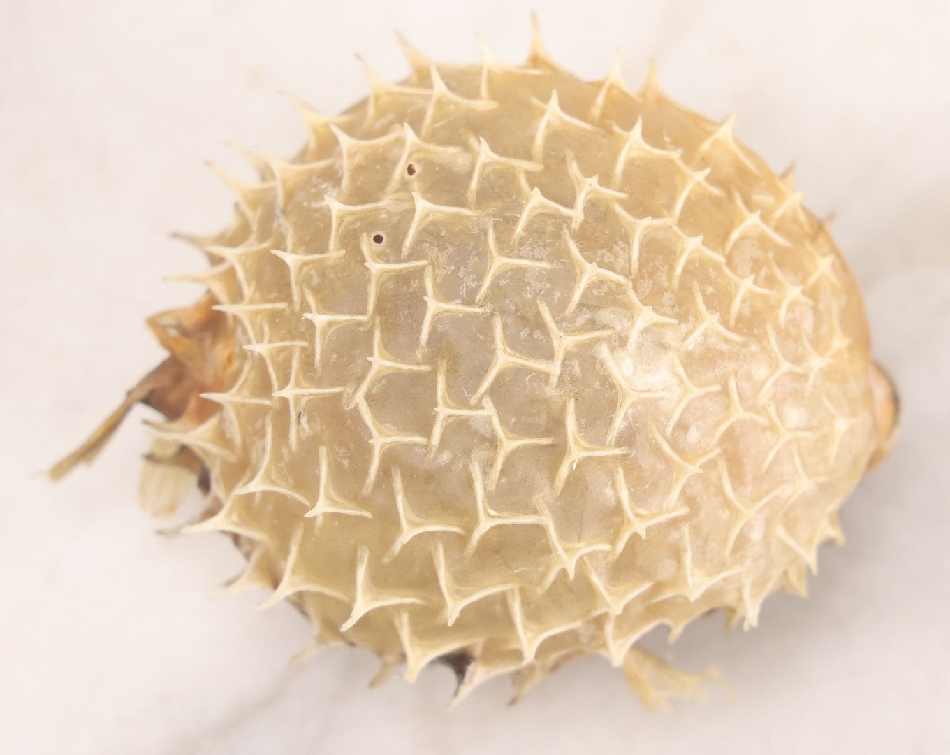 Lot 185 - Pair Of Natural Oddities Including Dried Puffer Fish And Horseshoe Crab "Living Fossil" In Plastic Bag