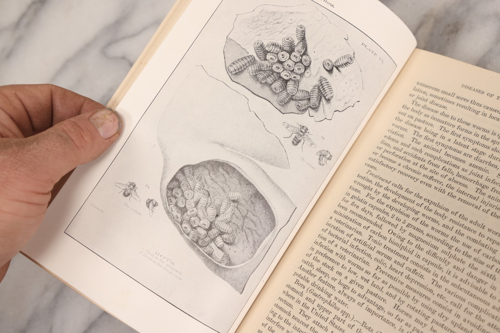 Lot 314 - "Diseases Of The Horse" Antique Veterinary Reference Book With Chromolithograph Plates, U.S. Department Of Agriculture, Government Printing Office, Washington, 1916
