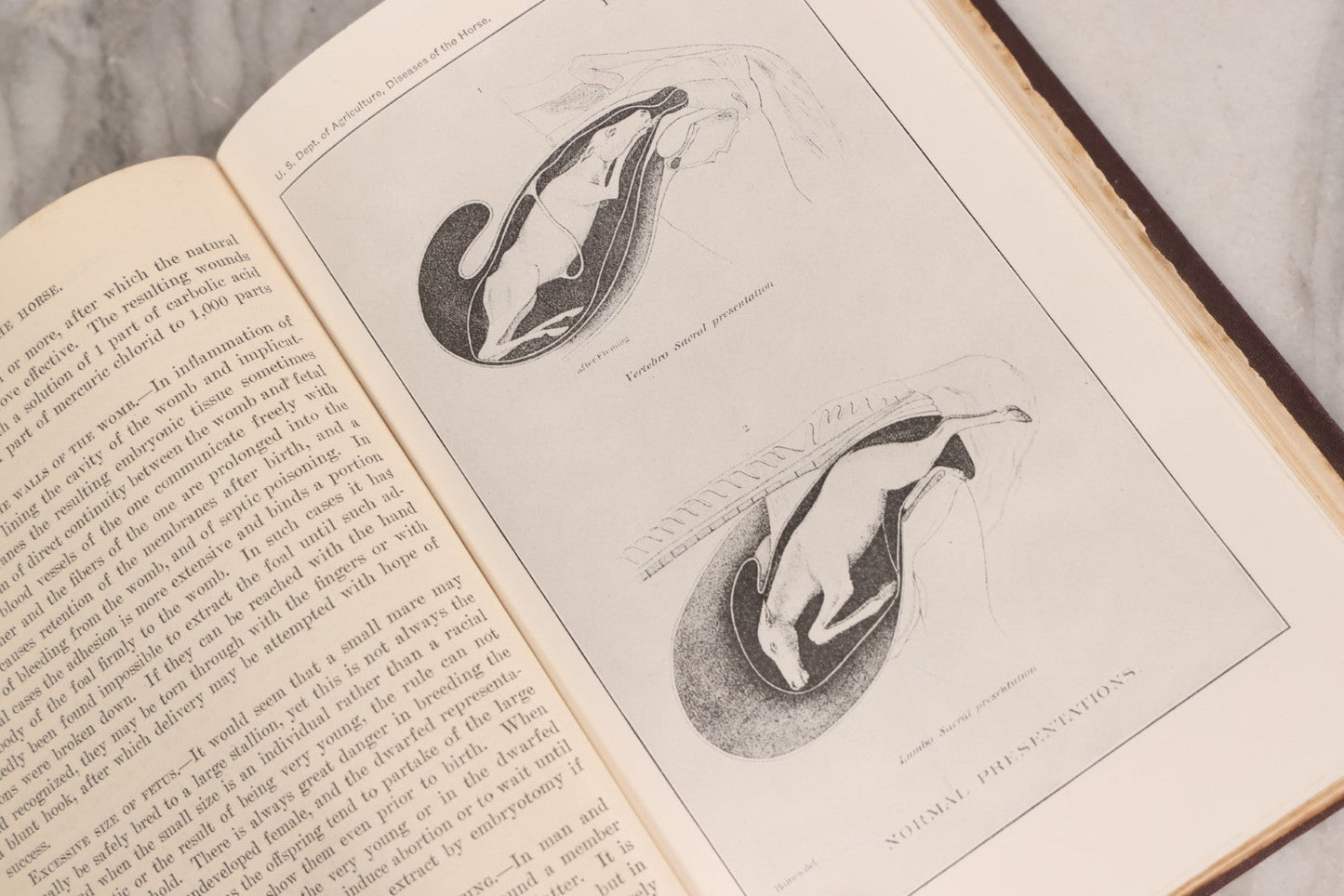 Lot 314 - "Diseases Of The Horse" Antique Veterinary Reference Book With Chromolithograph Plates, U.S. Department Of Agriculture, Government Printing Office, Washington, 1916
