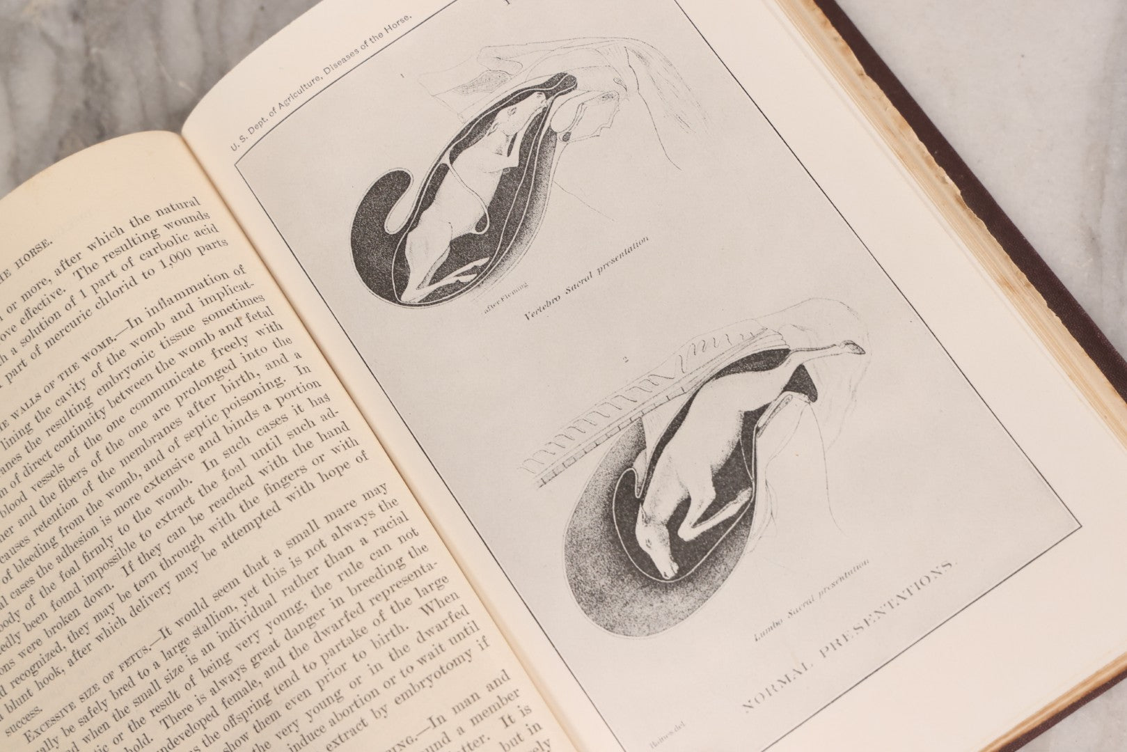 Lot 314 - "Diseases Of The Horse" Antique Veterinary Reference Book With Chromolithograph Plates, U.S. Department Of Agriculture, Government Printing Office, Washington, 1916