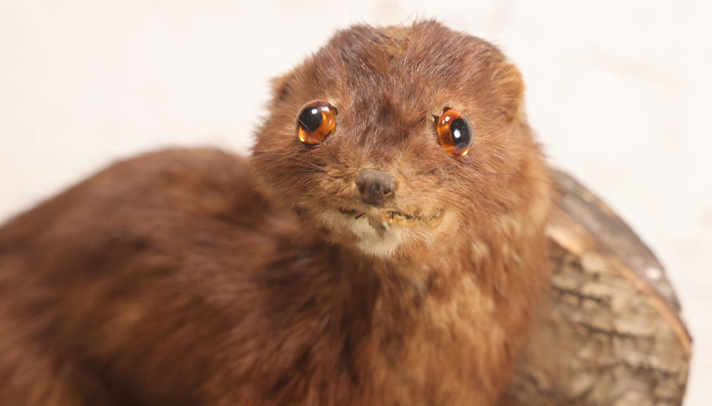 Lot 017 - Vintage Taxidermy Mink Mounted On Birch Log Base, 8-1/2" H