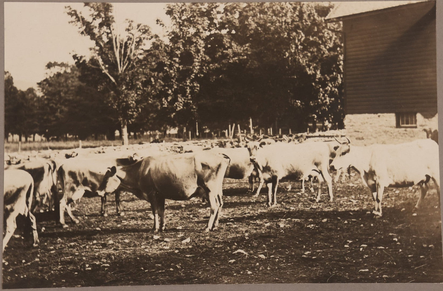 Lot 176 - Trio Of Antique Boarded Photographs Including Dairy Cattle, Horse Racing Scene, And Large Outdoor Group Portrait, Circa Early 1900s