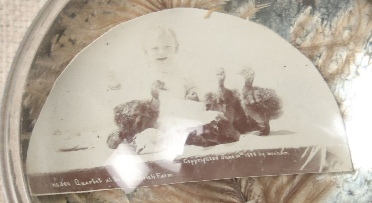 Lot 052 - Antique Glass Paperweight With Ostrich Feathers, Mirror Back, And Photograph Of Ostrich Chicks And Child At South Pasadena Ostrich Farm, Copyrighted 1898 By Graham