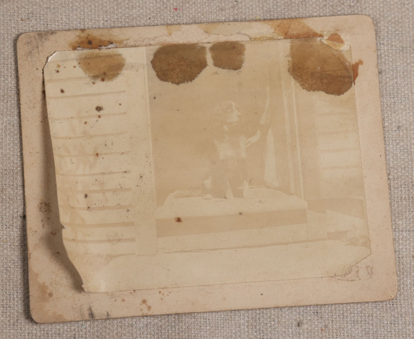 Lot 116 - Grouping Of Five Antique Board-Mounted Photographs, Including Bird Hunting With Shotguns, Woman With Lute, Uniformed Man With Horn Lapel Pin, And Dog On A Stoop