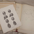 Lot 229 - Pair Of Antique Portuguese-Language Brazilian Anthropological Folios, "Study Of The Urupá Indians" And "Study Of The Indigenous Races Of Brazil," Museu Nacional Rio De Janeiro, With Skull And Tool Plates
