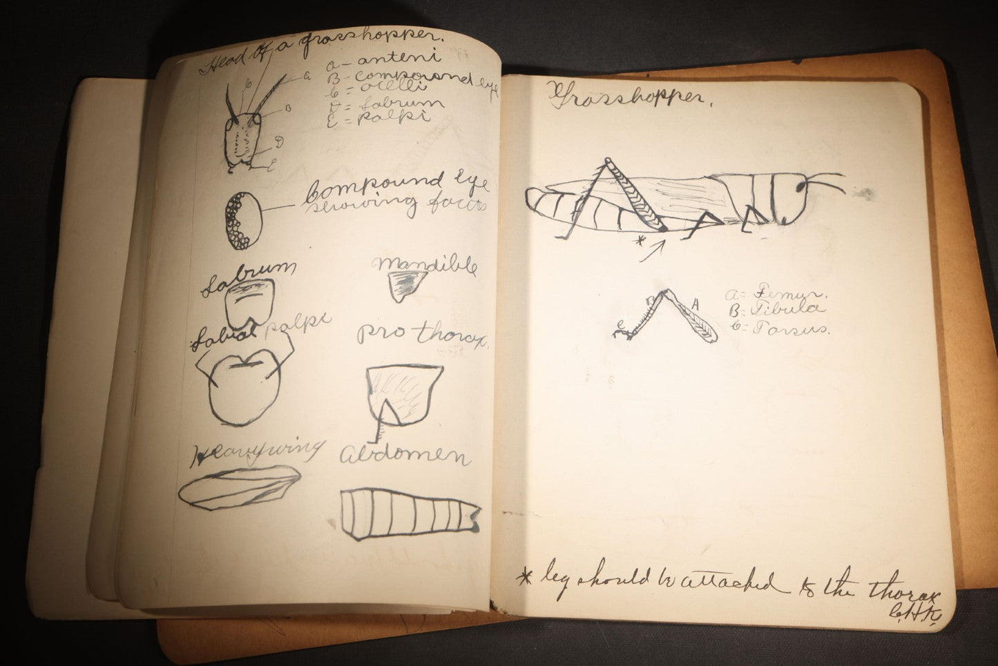 Lot 096 - Antique Handwritten Biology Notebook With Hand-Drawn Insect And Animal Illustrations, George T. Cullom, Lexington, Missouri, Marbled Paper Covers