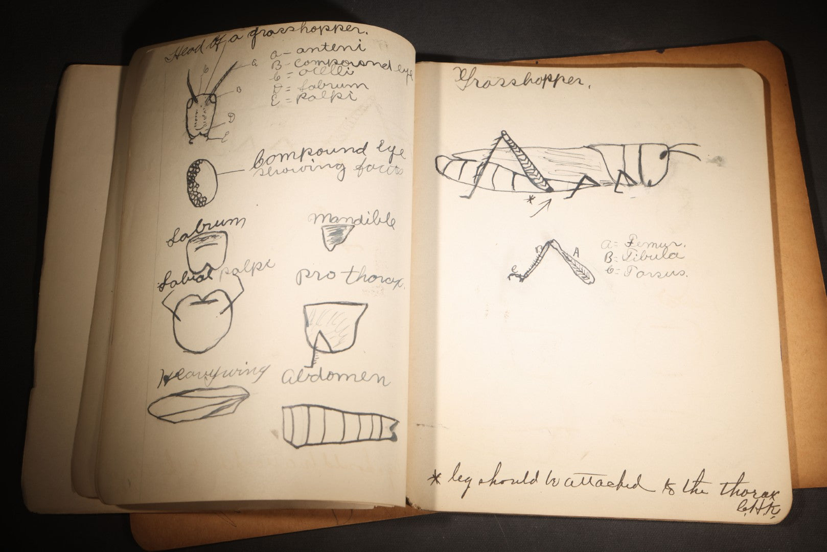 Lot 096 - Antique Handwritten Biology Notebook With Hand-Drawn Insect And Animal Illustrations, George T. Cullom, Lexington, Missouri, Marbled Paper Covers