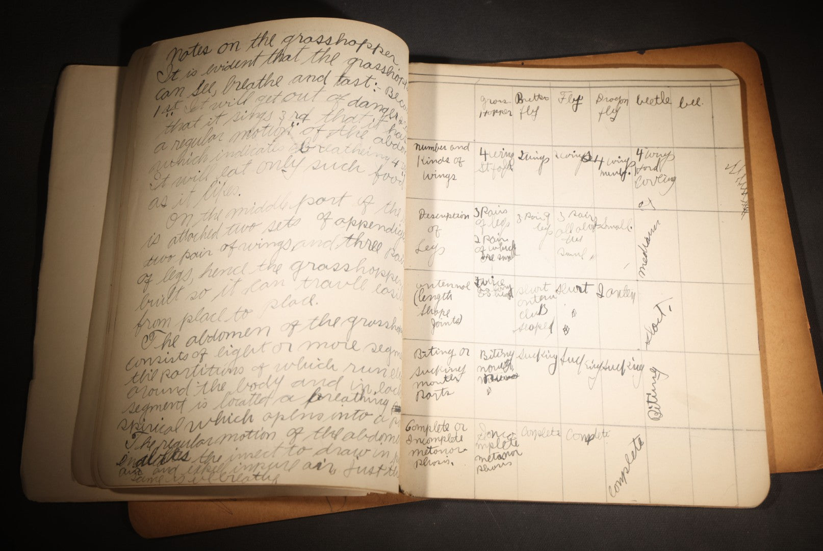 Lot 096 - Antique Handwritten Biology Notebook With Hand-Drawn Insect And Animal Illustrations, George T. Cullom, Lexington, Missouri, Marbled Paper Covers