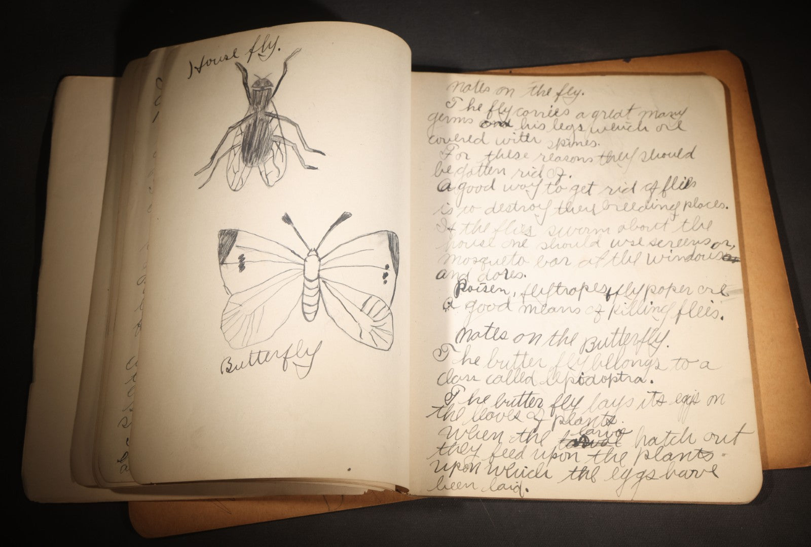 Lot 096 - Antique Handwritten Biology Notebook With Hand-Drawn Insect And Animal Illustrations, George T. Cullom, Lexington, Missouri, Marbled Paper Covers