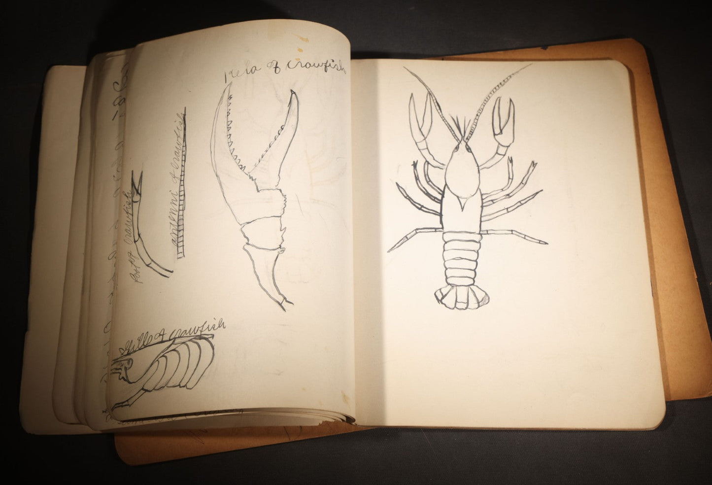 Lot 096 - Antique Handwritten Biology Notebook With Hand-Drawn Insect And Animal Illustrations, George T. Cullom, Lexington, Missouri, Marbled Paper Covers