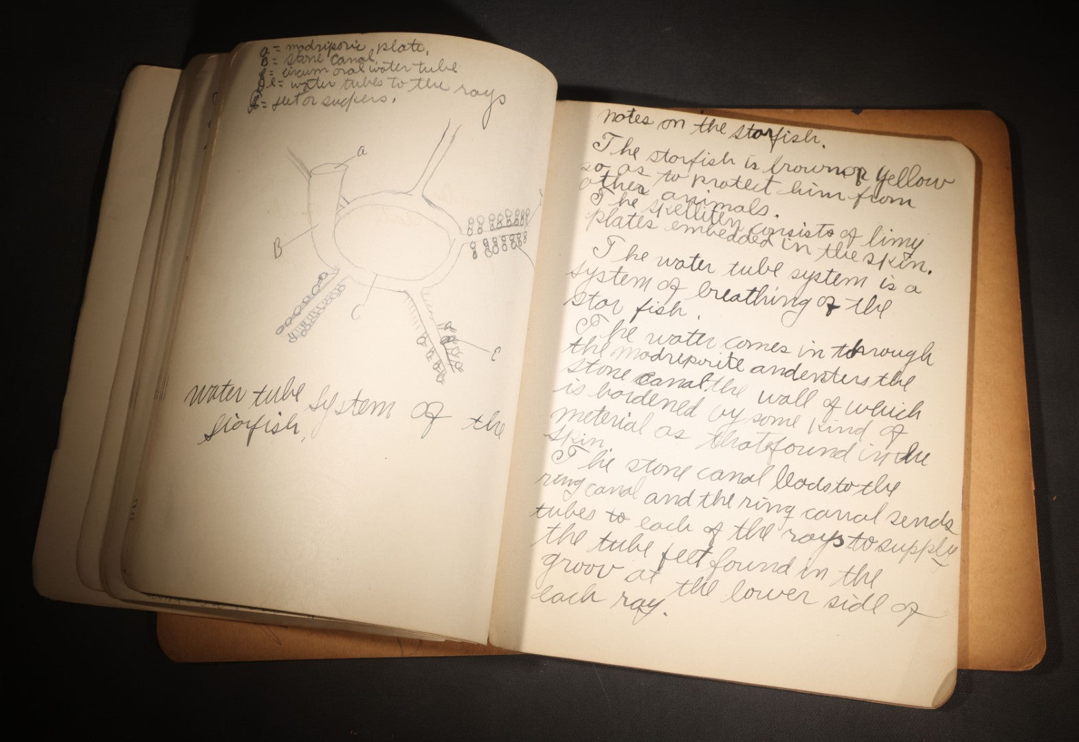 Lot 096 - Antique Handwritten Biology Notebook With Hand-Drawn Insect And Animal Illustrations, George T. Cullom, Lexington, Missouri, Marbled Paper Covers