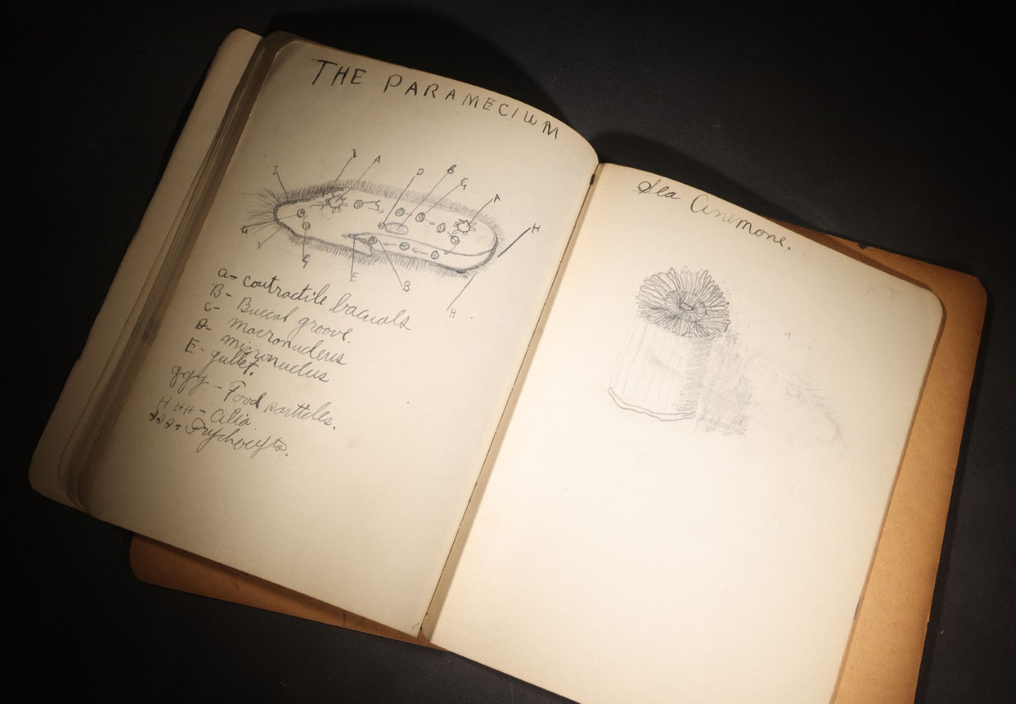 Lot 096 - Antique Handwritten Biology Notebook With Hand-Drawn Insect And Animal Illustrations, George T. Cullom, Lexington, Missouri, Marbled Paper Covers