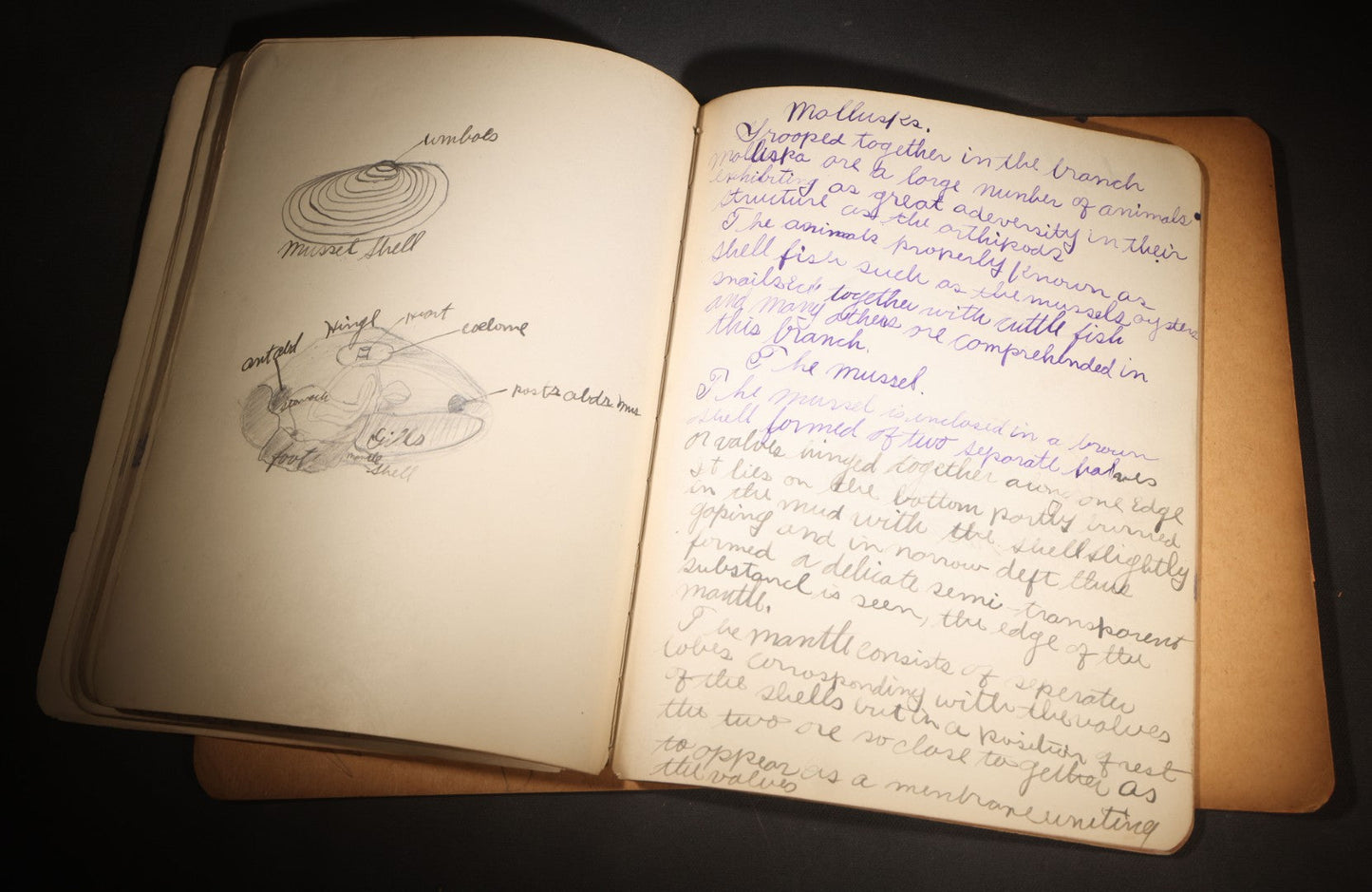 Lot 096 - Antique Handwritten Biology Notebook With Hand-Drawn Insect And Animal Illustrations, George T. Cullom, Lexington, Missouri, Marbled Paper Covers