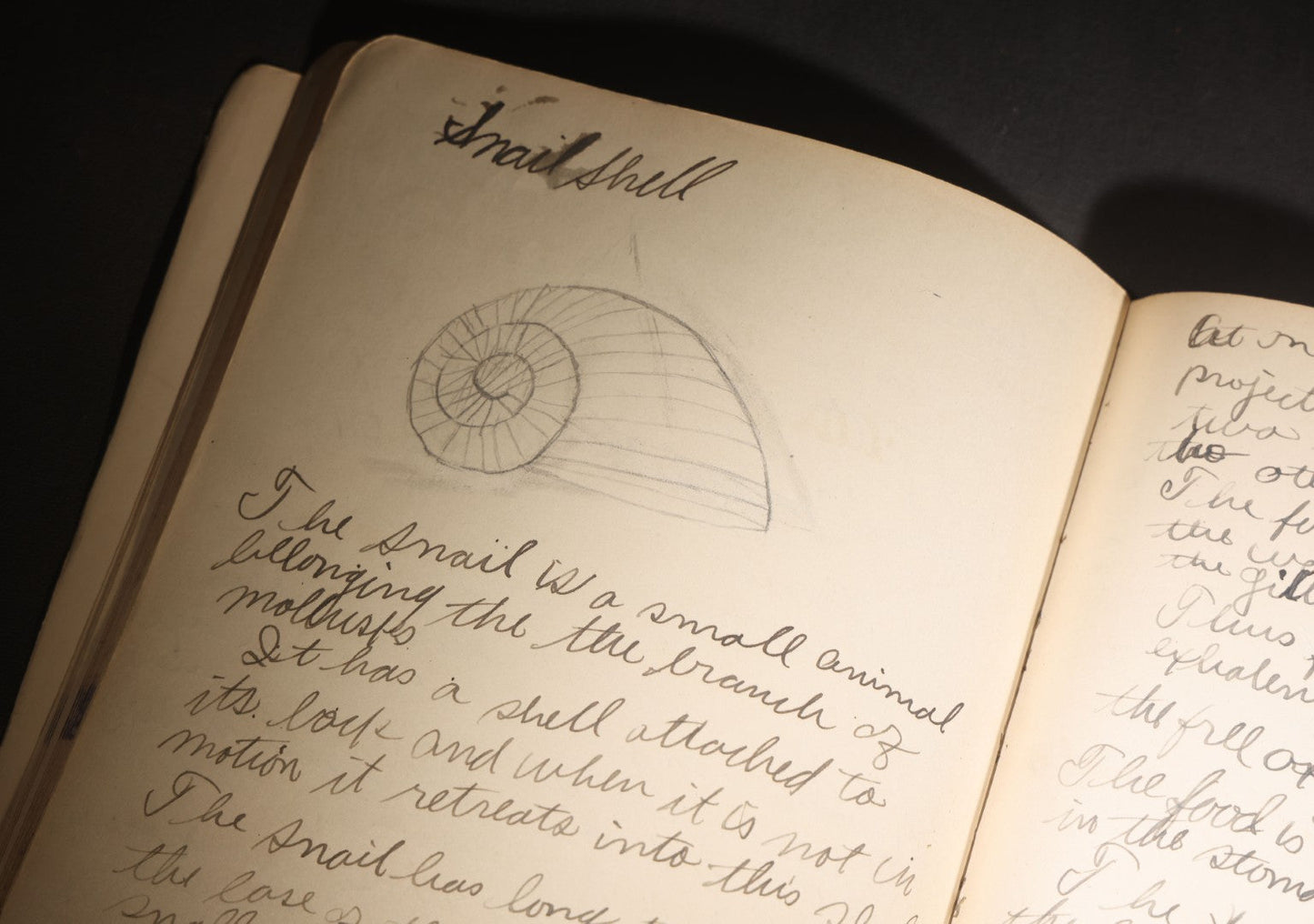 Lot 096 - Antique Handwritten Biology Notebook With Hand-Drawn Insect And Animal Illustrations, George T. Cullom, Lexington, Missouri, Marbled Paper Covers