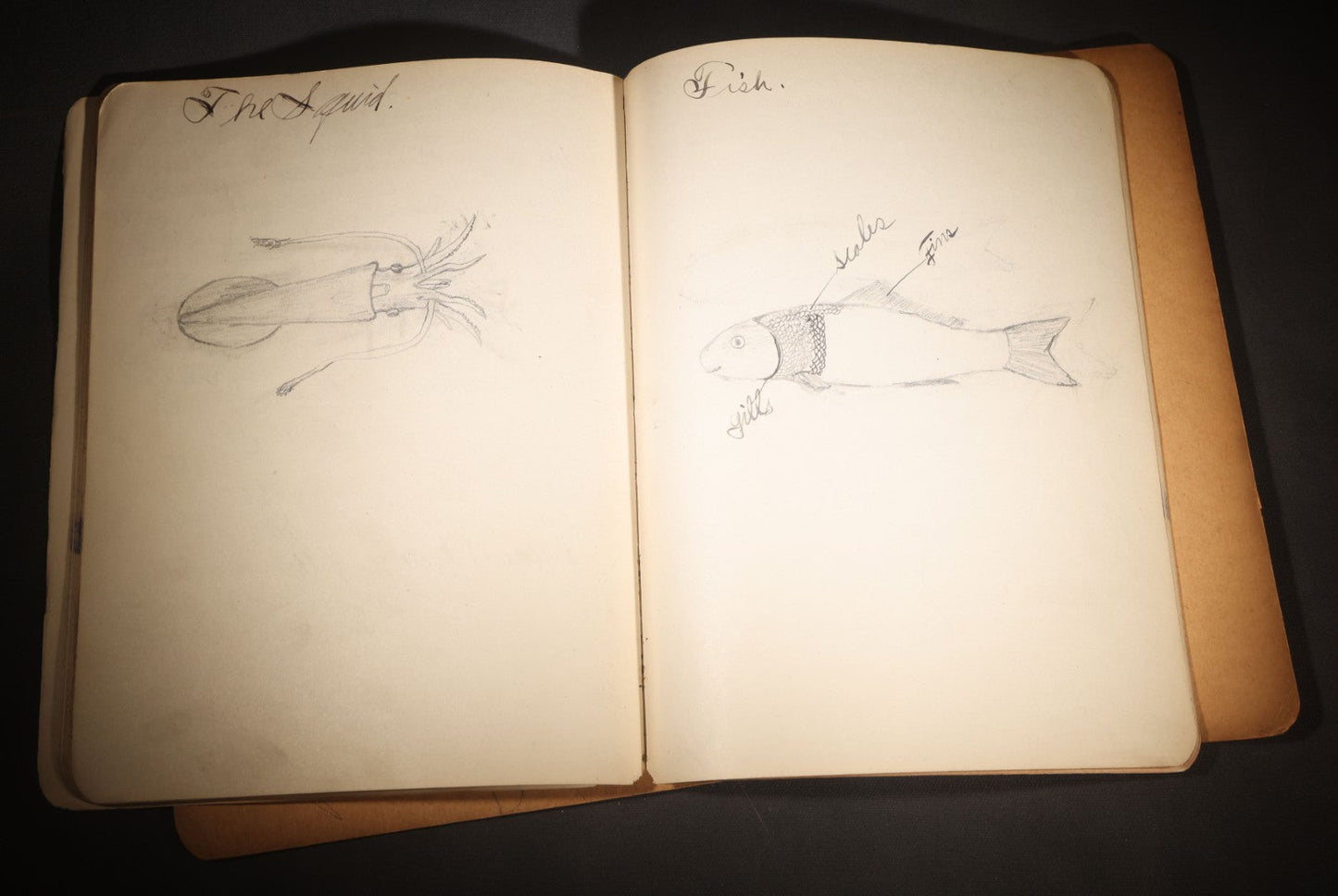Lot 096 - Antique Handwritten Biology Notebook With Hand-Drawn Insect And Animal Illustrations, George T. Cullom, Lexington, Missouri, Marbled Paper Covers