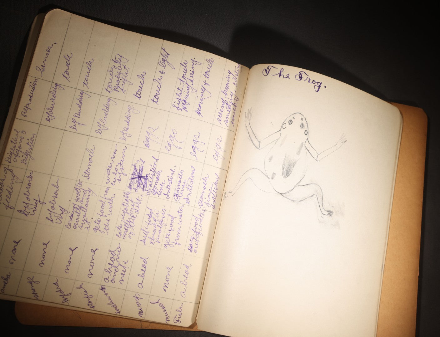 Lot 096 - Antique Handwritten Biology Notebook With Hand-Drawn Insect And Animal Illustrations, George T. Cullom, Lexington, Missouri, Marbled Paper Covers