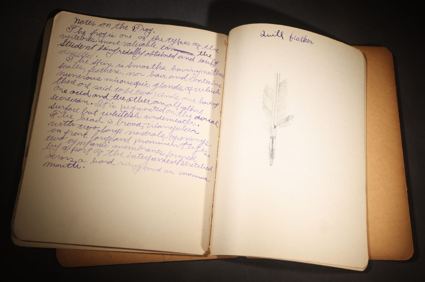 Lot 096 - Antique Handwritten Biology Notebook With Hand-Drawn Insect And Animal Illustrations, George T. Cullom, Lexington, Missouri, Marbled Paper Covers