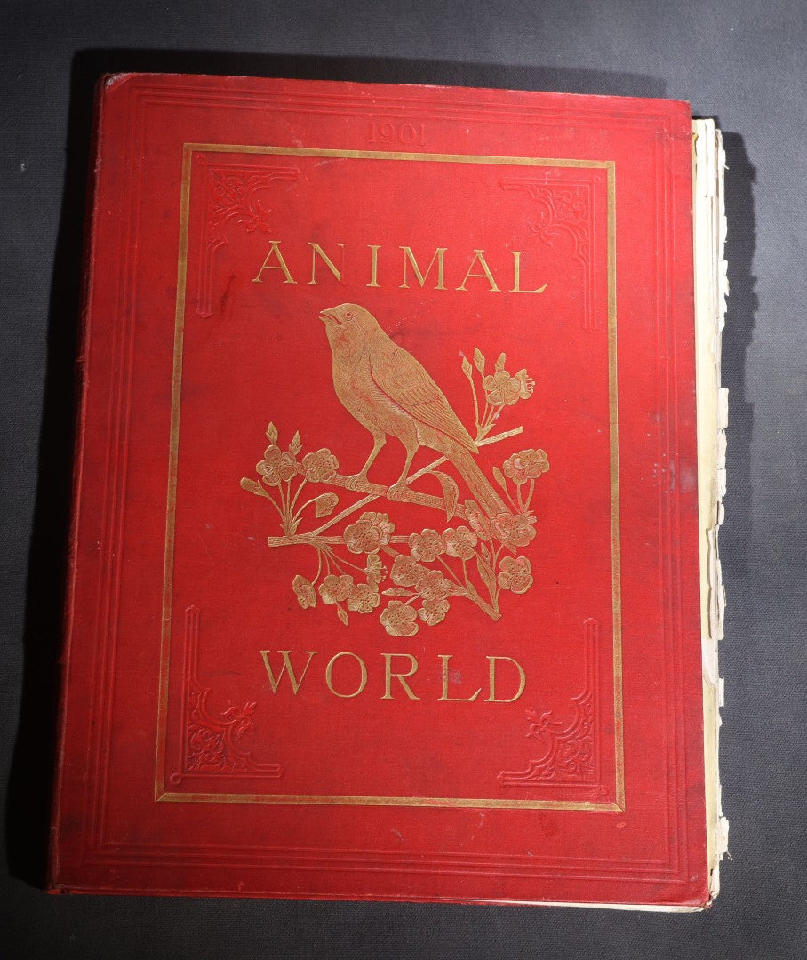 Lot 098 - "Animal World" Antique 1901 R.S.P.C.A. Royal Society For The Prevention Of Cruelty To Animals Bound Annual Compendium, Red Cloth With Gold-Stamped Bird, Presentation Copy To Sarah Duncan, Liverpool Branch, April 1902