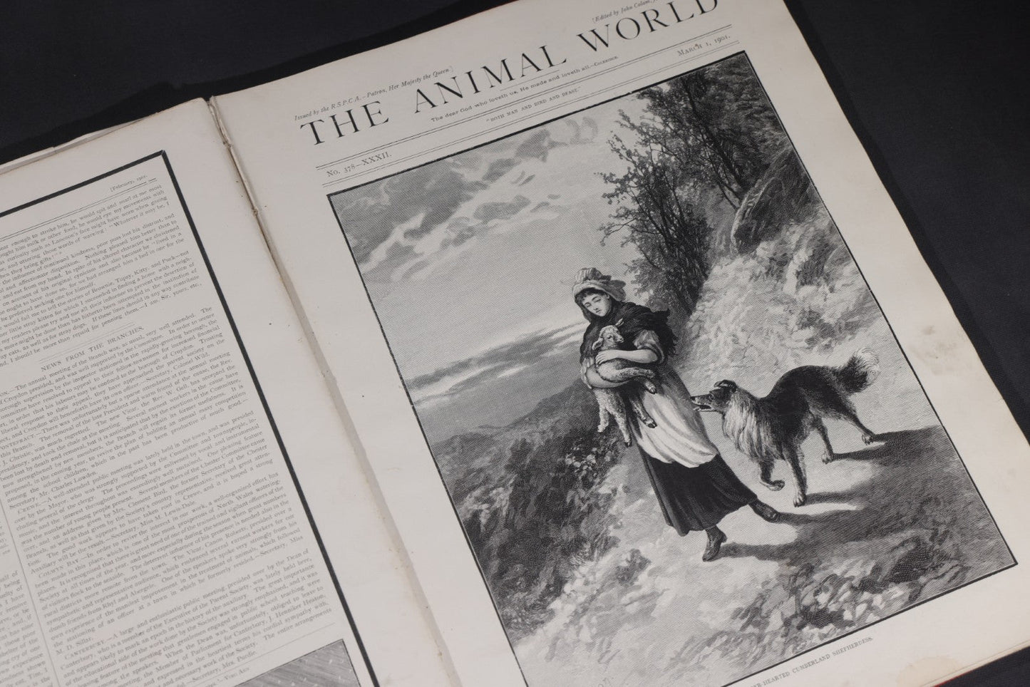 Lot 098 - "Animal World" Antique 1901 R.S.P.C.A. Royal Society For The Prevention Of Cruelty To Animals Bound Annual Compendium, Red Cloth With Gold-Stamped Bird, Presentation Copy To Sarah Duncan, Liverpool Branch, April 1902