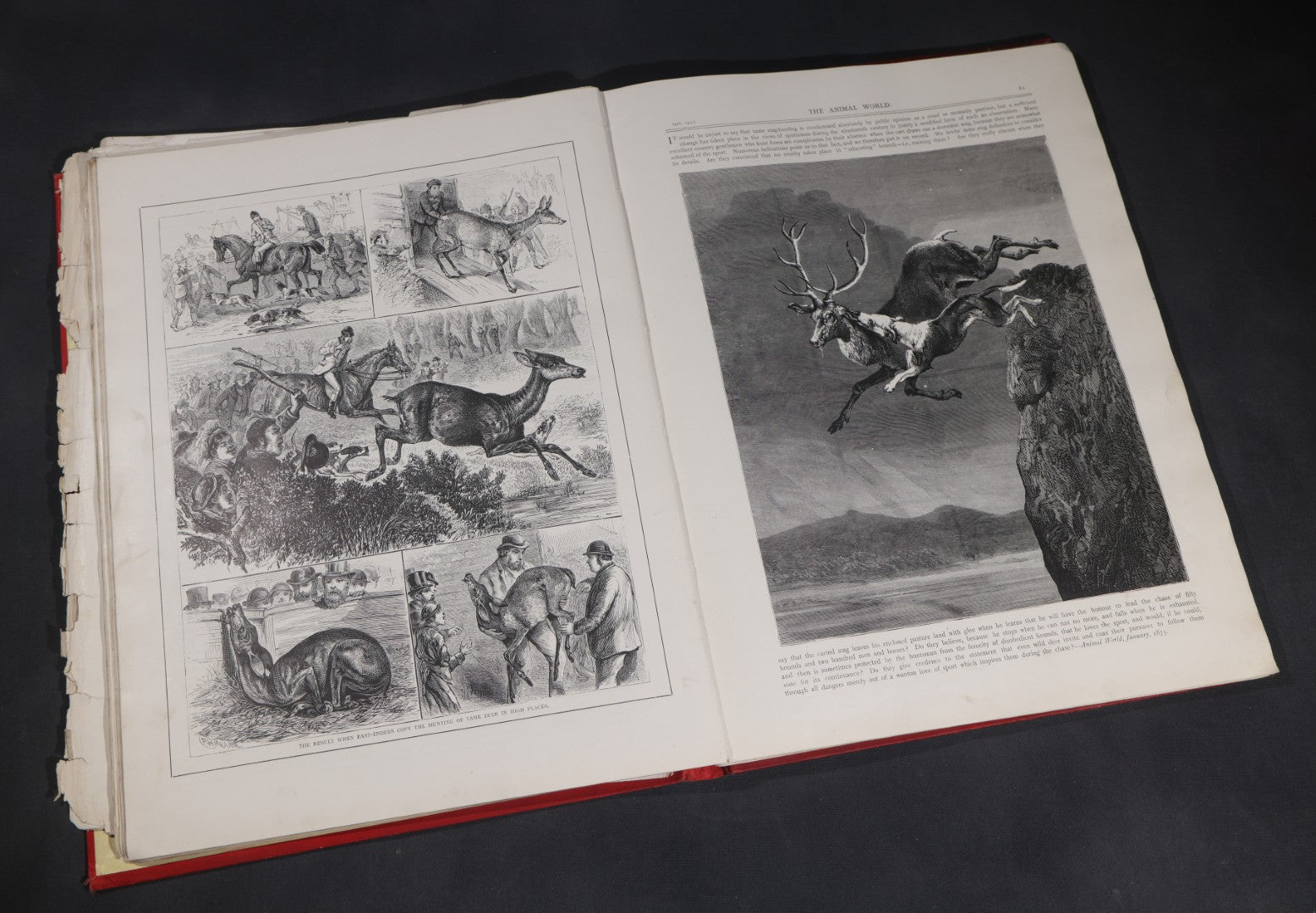 Lot 098 - "Animal World" Antique 1901 R.S.P.C.A. Royal Society For The Prevention Of Cruelty To Animals Bound Annual Compendium, Red Cloth With Gold-Stamped Bird, Presentation Copy To Sarah Duncan, Liverpool Branch, April 1902