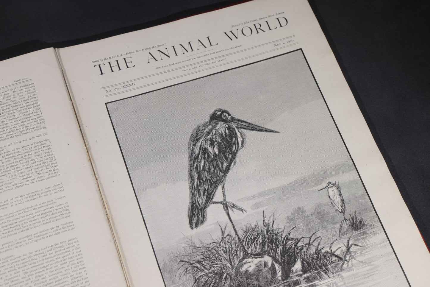 Lot 098 - "Animal World" Antique 1901 R.S.P.C.A. Royal Society For The Prevention Of Cruelty To Animals Bound Annual Compendium, Red Cloth With Gold-Stamped Bird, Presentation Copy To Sarah Duncan, Liverpool Branch, April 1902