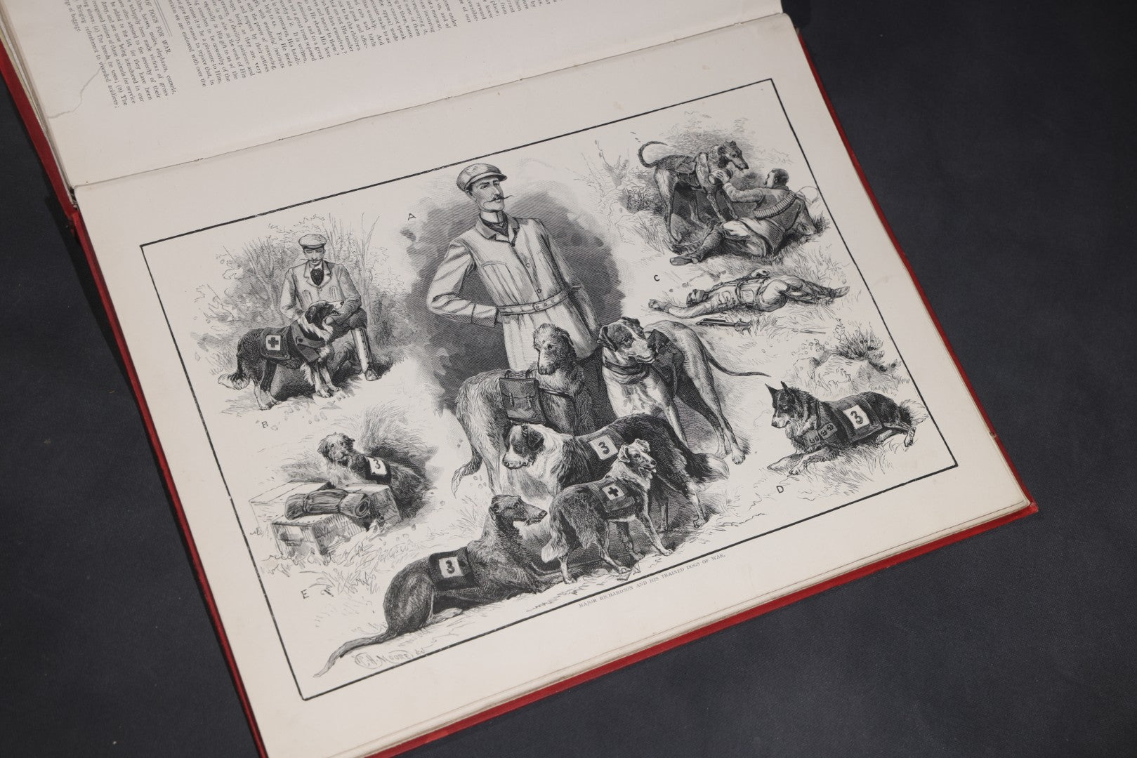 Lot 098 - "Animal World" Antique 1901 R.S.P.C.A. Royal Society For The Prevention Of Cruelty To Animals Bound Annual Compendium, Red Cloth With Gold-Stamped Bird, Presentation Copy To Sarah Duncan, Liverpool Branch, April 1902