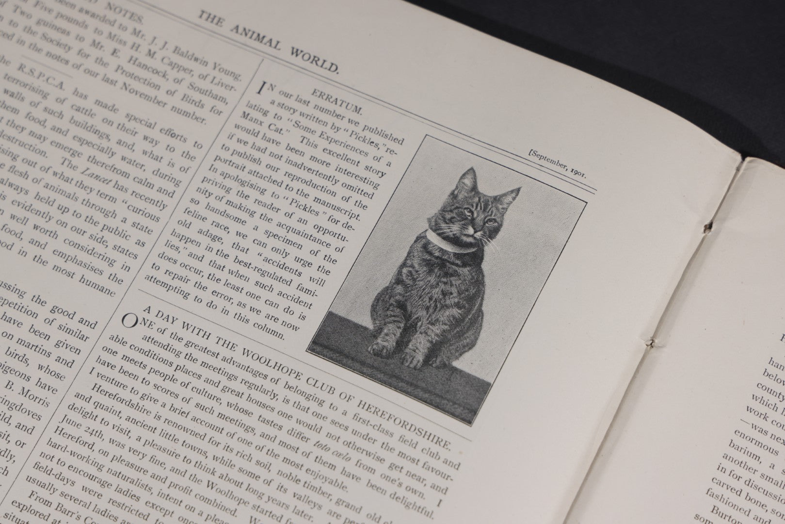 Lot 098 - "Animal World" Antique 1901 R.S.P.C.A. Royal Society For The Prevention Of Cruelty To Animals Bound Annual Compendium, Red Cloth With Gold-Stamped Bird, Presentation Copy To Sarah Duncan, Liverpool Branch, April 1902