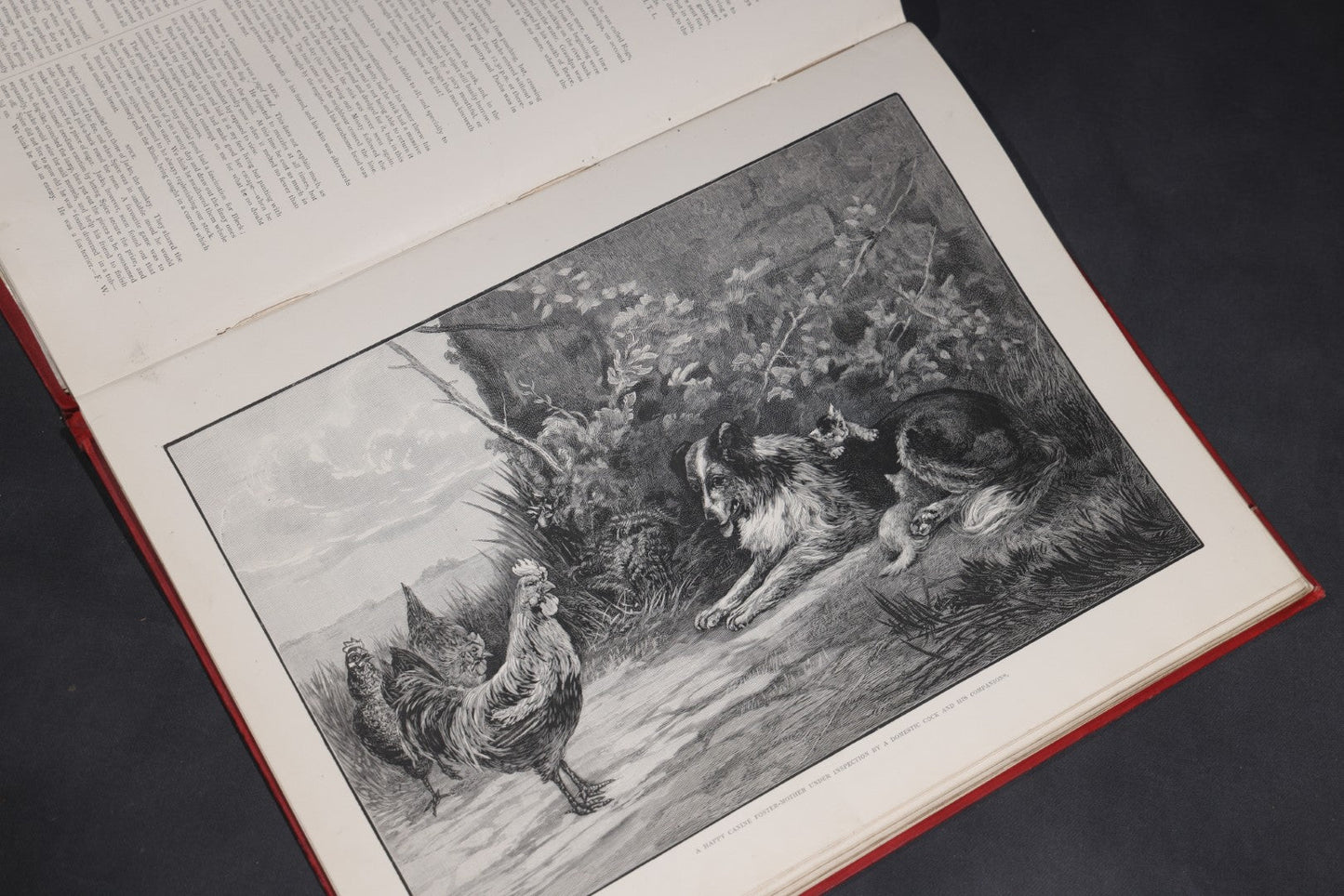 Lot 098 - "Animal World" Antique 1901 R.S.P.C.A. Royal Society For The Prevention Of Cruelty To Animals Bound Annual Compendium, Red Cloth With Gold-Stamped Bird, Presentation Copy To Sarah Duncan, Liverpool Branch, April 1902